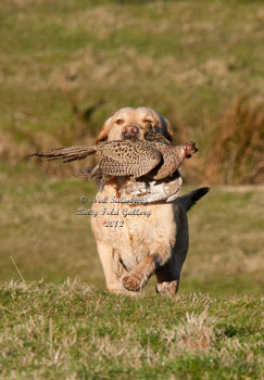 Gundog Pictures by Betty Fold Gallery Hawkshead Cumbria